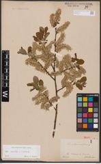 Foto von Salix aurita L. x Salix caprea L.